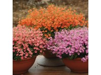 Diascia piros-narancs 12 cm