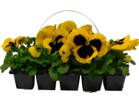 Árvácska 10-es tálcában