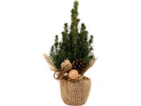 Cukorsüvegfenyő karácsonyi díszítéssel cserépátmérő: kb. 9 cm Picea glauca