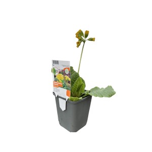 Sárga Cabrillo kerti kankalin cserépben, kb. 9 cm. Primula ágyásokba és erkélyekre.