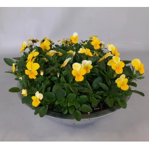Szarvacskás árvácska cinktálban, sárga-fehér virágok, cserép átmérője 29 cm, magassága 15 cm. Ültetett tál erkélyre és teraszra.