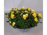 Szarvacskás árvácska cink cserépben magasság kb. 15 cm cserépátmérő kb. 29 cm