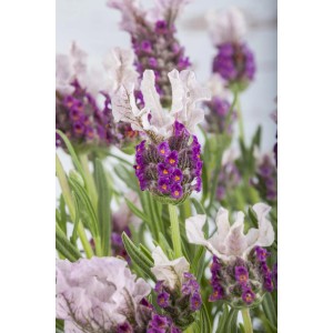 Közeli kép a lila GROW by OBI levenduláról (Lavandula stoechas) finom virágokkal.