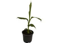 Mekong Óriás banán 12 cm