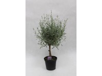 Levendula fa 14 cm
