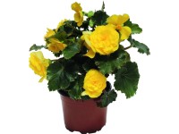Gumós Begónia (Begonia tuberhybrida)