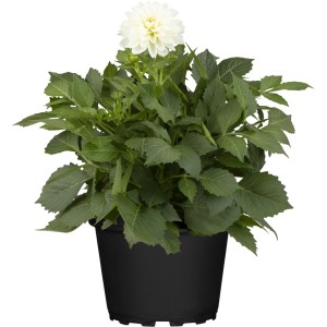 GROW by OBI Skarlát dália cserépben, fehér virág. Álló növény ágyásokba és erkélyekre.