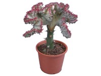 Lactea kaktusz, cserépátmérő: kb. 8,5 cm Lactea kaktusz, cserépátmérő: kb. 8,5 cm