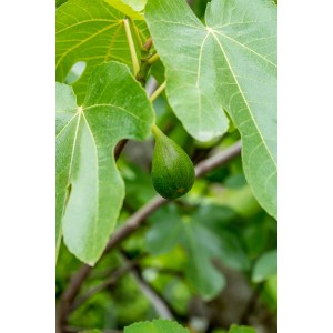 Fiatal, zöld füge (Ficus carica) a GROW by OBI fajtából egy ágon levelekkel.