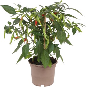 GROW by OBI Chili Fiesta Pick & Joy cserépben, zöld és piros paprika a növényen.