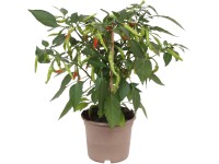 Pepperóni Fiesta Pick & Joy 30 cm - 35 cm cserépátmérő kb. 12 cm