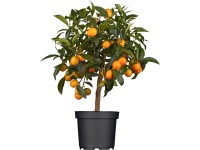 OBI törzses citrus mix cserépátmérő: kb. 20 cm Citrus