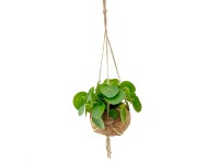 Pénzlevelű pilea kokodama függő cserép cserépátm. kb. 15 cm Pilea peperomioides