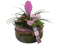 Szobanövény-válogatás üvegedényben edény átmérője kb. 19 cm Szobanövény-válogatás üvegedényben edény átmérője kb. 19 cm