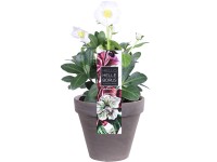 Fekete hunyor bazaltcserépben fehér átmérő 12 cm Helleborus niger