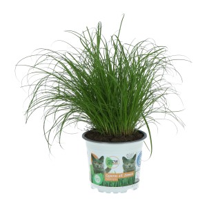 Friss, zöld macskafű 'Cyperus zumula' cserépben, GROW by OBI létfontosságú táplálék macskák számára.