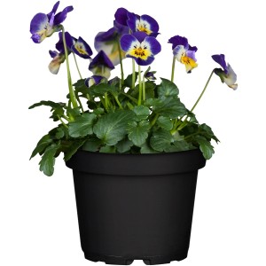 Különböző színű árvácska keverék cserépben, kb. 10,5 cm átmérőjű.