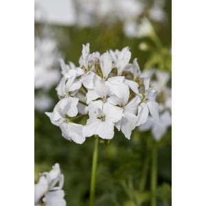 Közeli kép egy fehér GROW by OBI Zonal-Pelargonie (Pelargonium zonale) virágról.