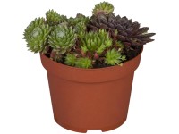 Pozsgás növények hibrid trió cserépátmérő kb. 13 cm Suculentus