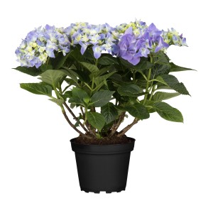 Kék hortenzia (Hydrangea Macrophylla) cserépben, kb. 45 cm magas.