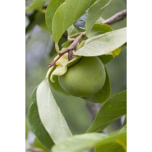 Éretlen datolyaszilva gyümölcs (Diospyros kaki) a fán zöld levelekkel. Cserepes növény.