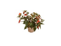 Begónia boliviens 13 cm