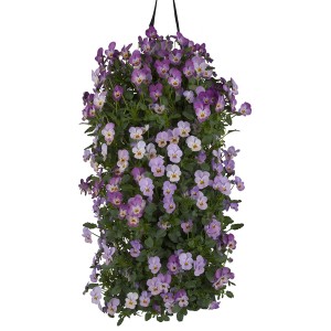 Lógó szarvacskás árvácska (Viola cornuta) lila-fehér virágokkal, kb. 45-50 cm hosszú.
