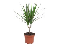 GROW by OBI Sárkányfa cserépátmérő: kb. 12 cm (Dracaena marginata) GROW by OBI Sárkányfa cserépátmérő: kb. 12 cm (Dracaena marginata)