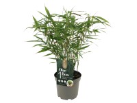 Kerti bambusz Kerti bambusz