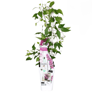 Cserepes Waldrebe Vicky Rosa, kb. 50-60 cm magas, támasztékkal. Clematis zöld levelekkel.