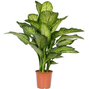 Dieffenbachia 'Maroba' cserépben, szobanövény zöld-fehér tarka levelekkel.