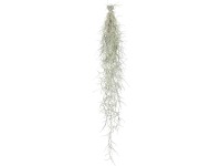 Zuzmószerű szakállbromélia hosszúság 50 cm Tillandsia usneoides