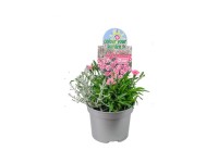 Szegfű-párnacserje átmérője kb. 13 cm Dianthus Calocephalus Szegfű-párnacserje átmérője kb. 13 cm Dianthus Calocephalus