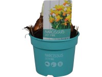 Nárcisz 