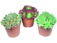 Kövirózsa Sempervivum Kövirózsa Sempervivum