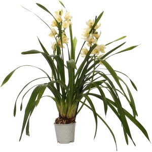 Cymbidium orchidea világossárga virágokkal cserépben, kb. 50-75 cm magas.