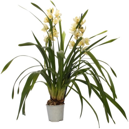 Cymbidium orchidea világossárga virágokkal cserépben, kb. 50-75 cm magas.