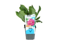 OBI rózsakankalin rózsaszín cserépátmérő: kb. 9 cm Primula rosea