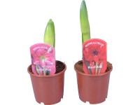 Amarillisz Amarillisz