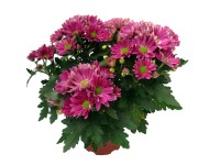 Margaréta virágú krizantém Margaréta virágú krizantém