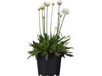 GROW by OBI pázsitszegfű cserépátmérő kb. 13 Armeria dreameria GROW by OBI pázsitszegfű cserépátmérő kb. 13 Armeria dreameria