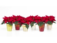 Mikulásvirág kerámiában( Poinsettia)