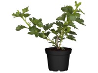 Egres piros bokor magassága kb. 20 - 30 cm cserepe kb. 2 l Ribes uva-crispa