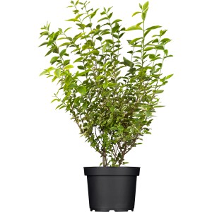 Arany Liguster Aureum cserépben, kb. 125-150 cm magas. Ideális sövénynek vagy dézsás növénynek.