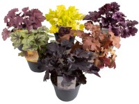 GROW by OBI GROW by OBI