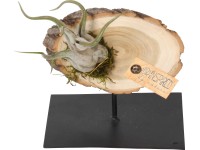 Szakállbromélia kompozíció fakoronggal cserépátmérő: kb. 14 cm