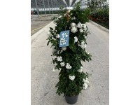 GROW by OBI csüngő jázmin magasság kb. 70 cm Solanum jasminoides fehér