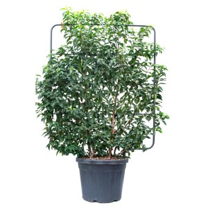 Portugál babérmeggy rácsra futtatva cserépben, kb. 110 cm magas.