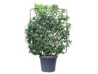 GROW by OBI portugál babérmeggy rács magasság kb. 110 cm