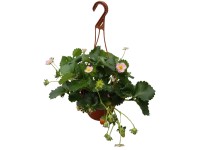 Eper folytontermő 15 cm ampolnában Eper folytontermő 15 cm ampolnában